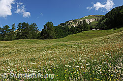 F069326: Blühende Heuwiese in Berglandschaft