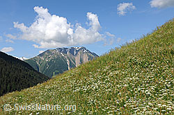 F069331: Blühende Blumenwiese