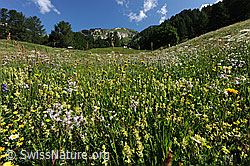 F069335: Blühende Heuwiese in Berglandschaft