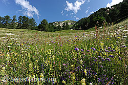 F069339: Blühende Blumenwiese in Berglandschaft