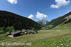 F069351: Bergdorf und blühende Wiesen