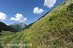 F069353: Feldweg entlang einer blühenden Bergwiese