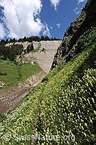 F069359: Blumenwiese und Felswand