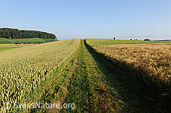 F069463: Kulturland: Getreidefelder