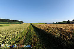 F069465: Feldweg zwischen Getreidefeldern