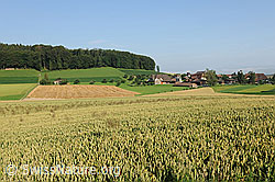 F069475: Getreideanbau