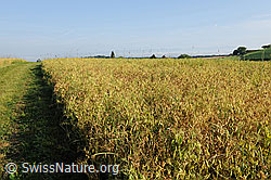 F069477: Kulturland: Erbsfeld