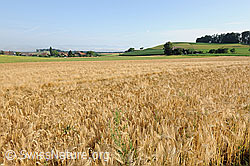 F069485: Reifes Gerstenfeld