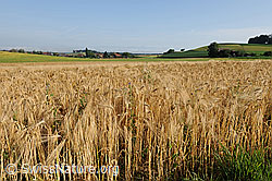F069489: Gerstenfeld