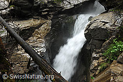 F069501: Baumstamm in Schlucht