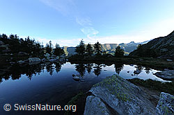 F069957: Spiegelung der Lärchen