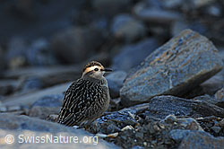 Foto: Junger Mornellregenpfeifer (Eudromias morinellus)
