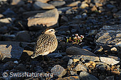Foto: Mornellregenpfeifer (Eudromias morinellus)