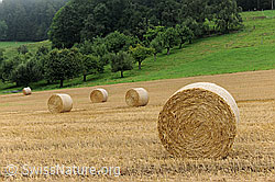 F070433: Strohballen auf Stoppelfeld