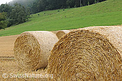 F070437: Strohballen