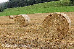F070443: Runde Strohballen