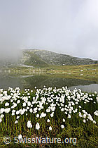 F070611: Wollgras am Jostsee