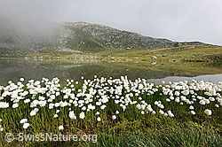 F070612: Spiegelnder Jostsee und blühendes Wollgras