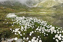 F070617: Wollgras am Jostsee