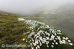 F070622: Jostsee, Obergoms