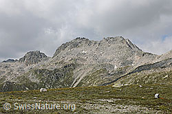 F070704: Gross Sidelhorn von E