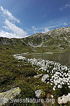 F070718: Wollgrasgürtel am Ufer