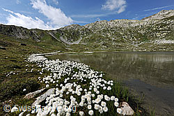 F070719: Bergsee mit Wollgrasgürtel