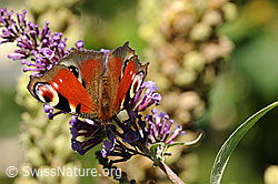 Foto: Pfauenauge (Inachis io)
