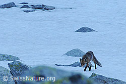 Foto: Fuchs