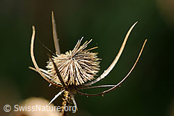 Wilde Karde, verblüht (F071462)