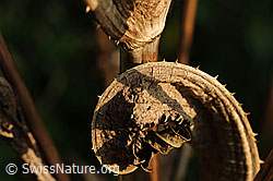 Kunstwerk der Natur (F071466)