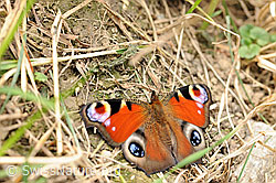 Foto: Schmetterling: Pfauenauge