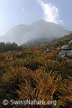 F072236: Herbstbild Farn