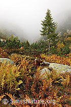 F072251: Herbststimmung mit Herbstfarben