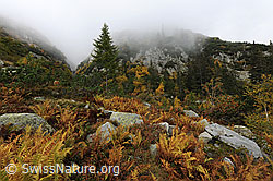F072253: Herbstfarben und Herbststimmung mit Nebel