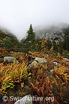 F072254: Herbststimmung mit Farn