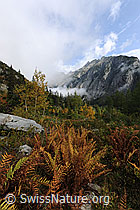 F072257: Herbststimmung Handegg, Haslital