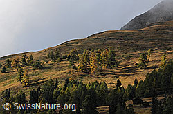 F072273: Bergwald und Alpweiden in den Herbstfarben