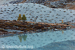 F072326: Spiegelung Lärchen, Formen und Muster