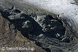 F072442: Randbereich Turtmanngletscher