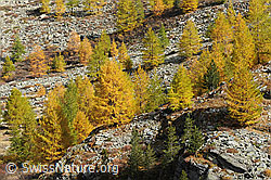 F072494: Herbstbild: Goldene Lärchen