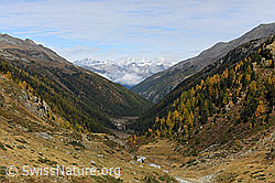 F072500: Herbstwald imTurtmanntal