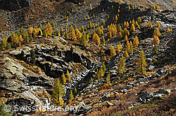 F072505: Herbstfarbener Lärchenwald