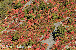 F072545: Perückensträucher in Felsensteppe