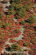 Foto: Perückenstraucher (Cotinus coggygria) an felsigem Hang