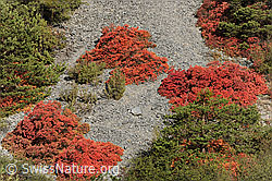 Foto: Perückensträucher (Cotinus coggygria) in Kalkgeröll