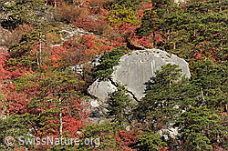 Foto: Perückensträucher und Waldföhren / Waldkiefern in Felsensteppe