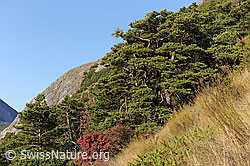 F072563: Gruppe von Waldföhren