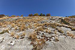 F072571: Felsensteppe