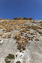 F072572: Felsensteppe mit kargem Bewuchs